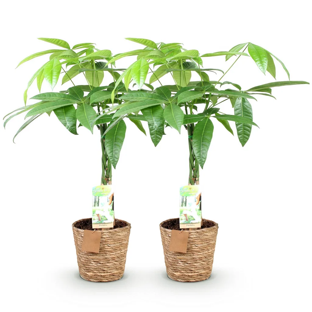 Glückskastanie 2er-Set (Pachira aquatica) – pflegeleichte Zimmerpflanze, im Dekokorb, Topf-Ø 17 cm, Höhe ca. 60–70 cm