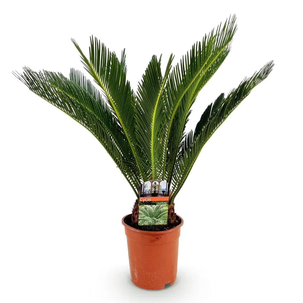 Japanischer Palmfarn grün (Cycas revoluta) – pflegeleichte Zimmerpflanze, Topf-Ø 17 cm, Höhe ca. 55–65 cm