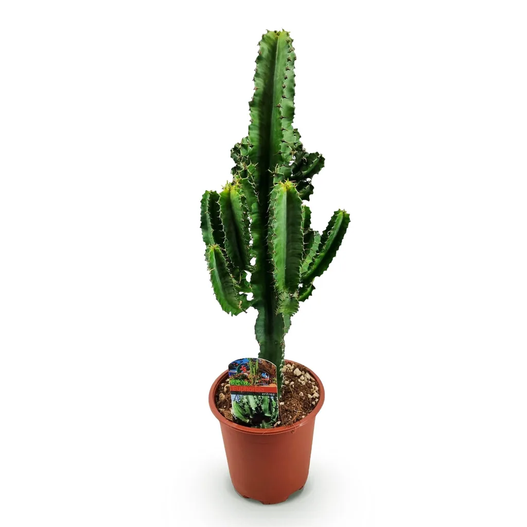 Wolfsmilch (Euphorbia) – pflegeleichte Zimmerpflanze, Topf-Ø 17 cm, Höhe ca. 60 cm
