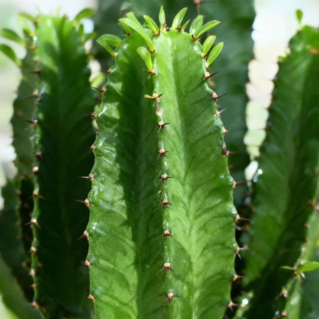 Wolfsmilch (Euphorbia) – pflegeleichte Zimmerpflanze, Topf-Ø 19 cm, Höhe ca. 70 cm