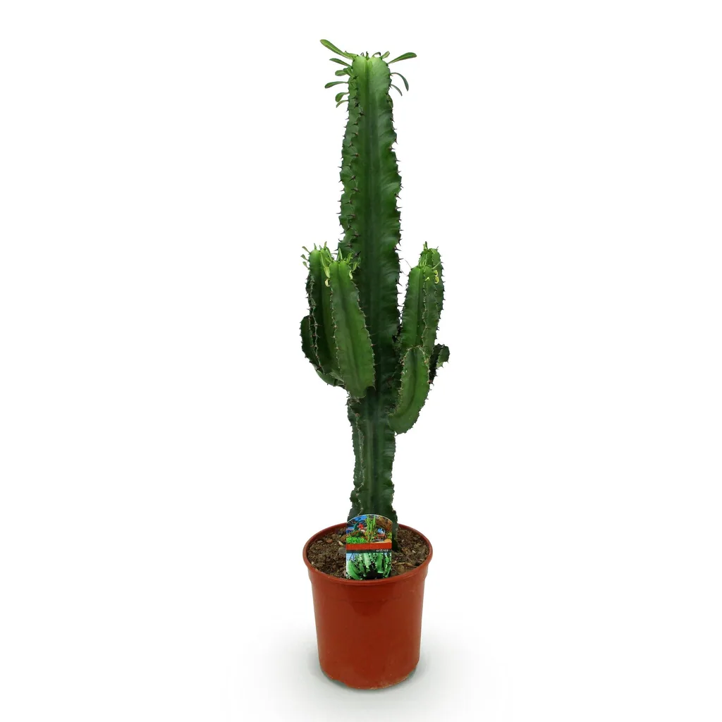 Wolfsmilch (Euphorbia) – pflegeleichte Zimmerpflanze, Topf-Ø 19 cm, Höhe ca. 70 cm