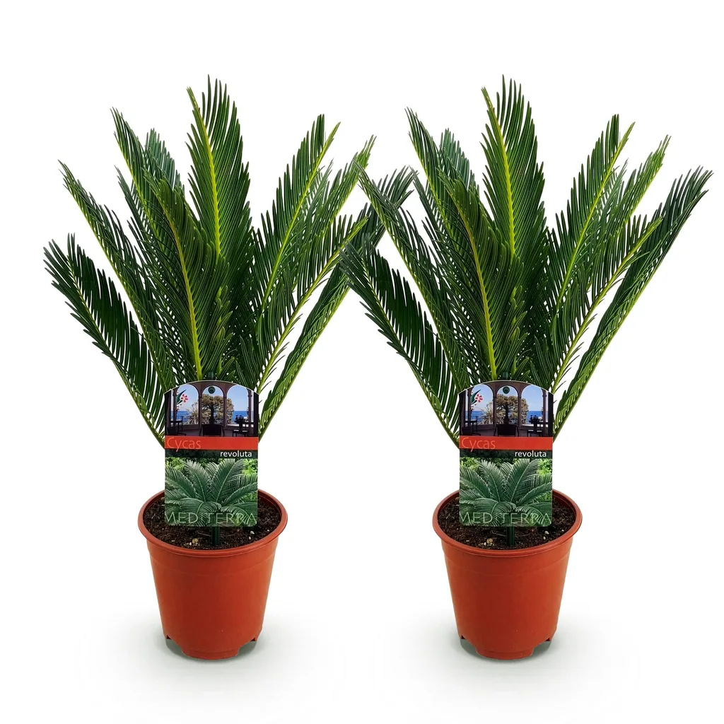 Japanischer Palmfarn (Cycas revoluta) – pflegeleichte Zimmerpflanze, Topf-Ø 15 cm, Höhe ca. 45–55 cm