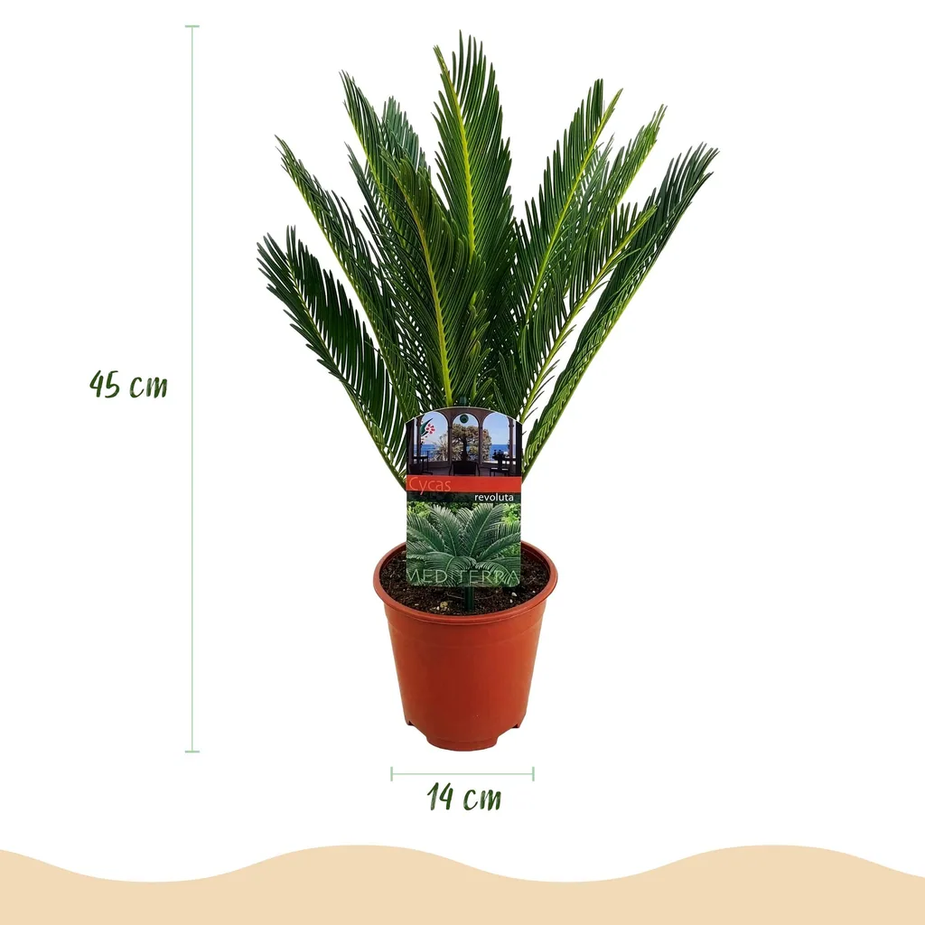 Japanischer Palmfarn (Cycas revoluta) – pflegeleichte Zimmerpflanze, Topf-Ø 15 cm, Höhe ca. 45–55 cm