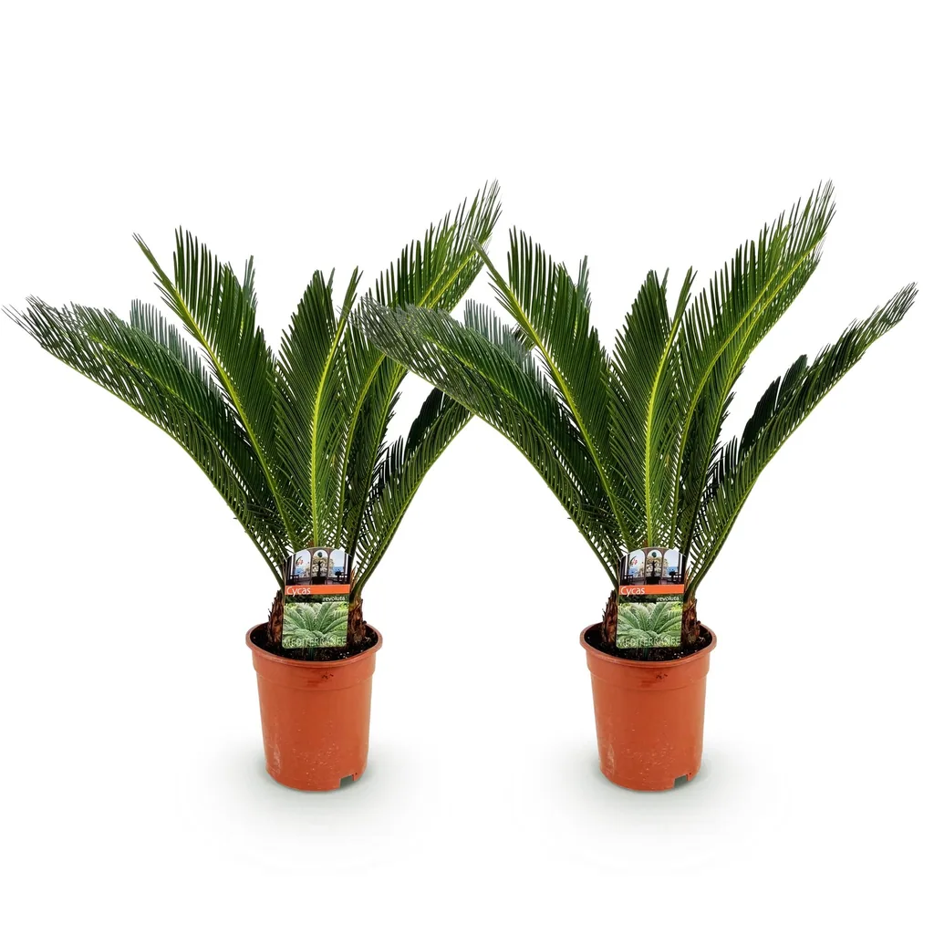 Japanischer Palmfarn (Cycas revoluta) – pflegeleichte Zimmerpflanze, Topf-Ø 17 cm, Höhe ca. 55–65 cm