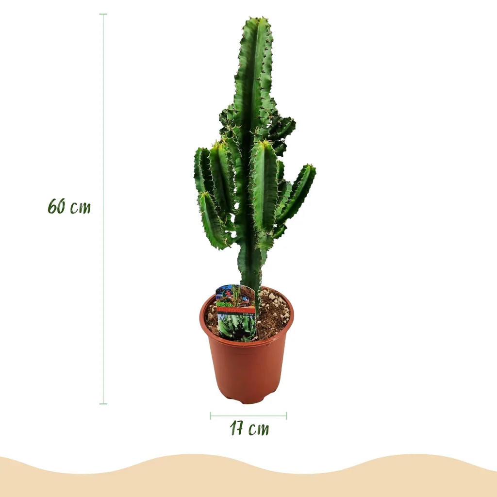 Wolfsmilch (Euphorbia) – pflegeleichte Zimmerpflanze, Topf-Ø 17 cm, Höhe ca. 60 cm