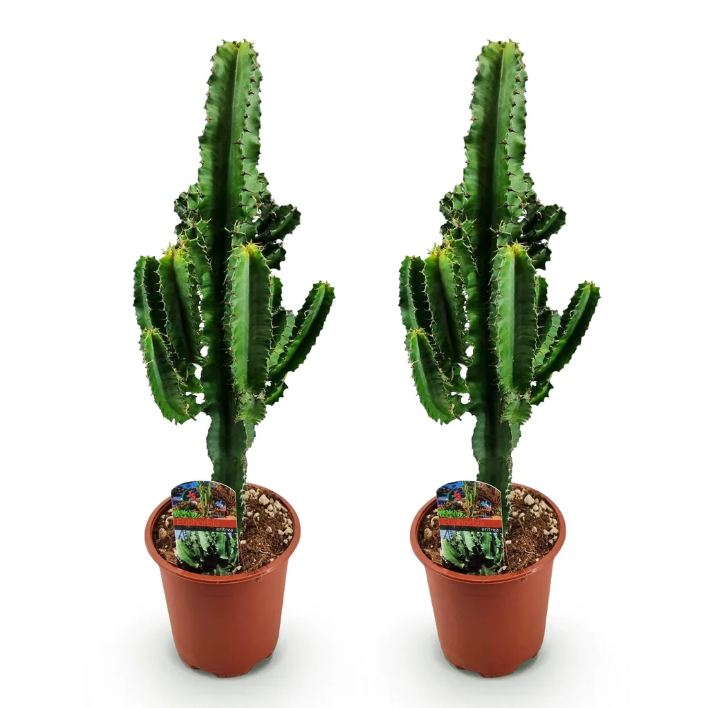 Wolfsmilch (Euphorbia) – pflegeleichte Zimmerpflanze, Topf-Ø 17 cm, Höhe ca. 60 cm