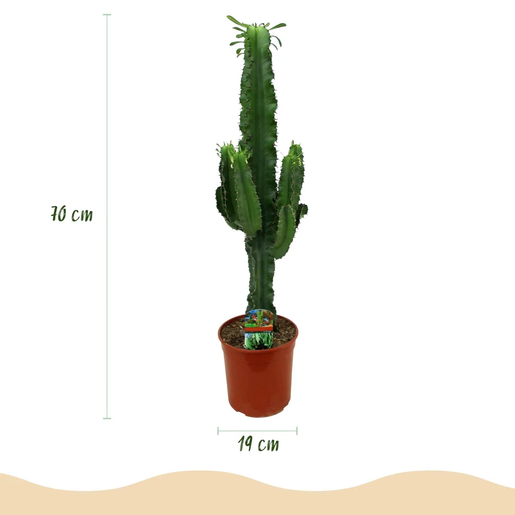 Wolfsmilch (Euphorbia) – pflegeleichte Zimmerpflanze, Topf-Ø 19 cm, Höhe ca. 70 cm