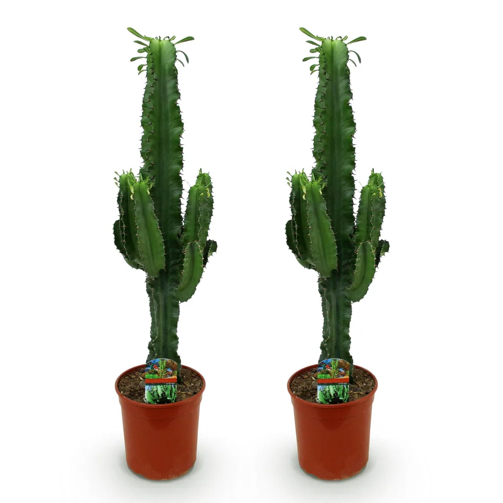 Wolfsmilch (Euphorbia) – pflegeleichte Zimmerpflanze, Topf-Ø 19 cm, Höhe ca. 70 cm