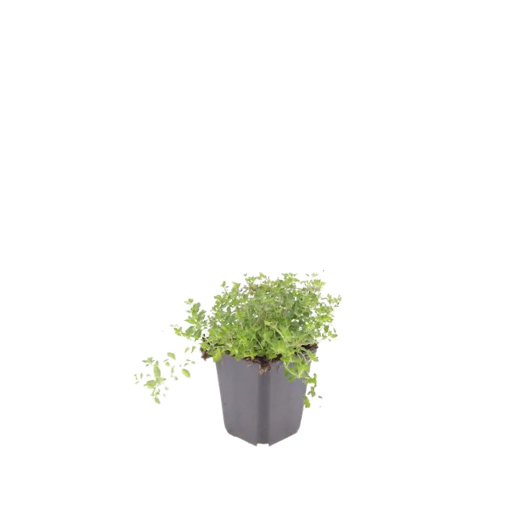 Sand-Thymian 24er-Set (Thymus serpyllum) – winterharter Bodendecker, Topf-Ø 9 cm, Höhe ca. 25 cm