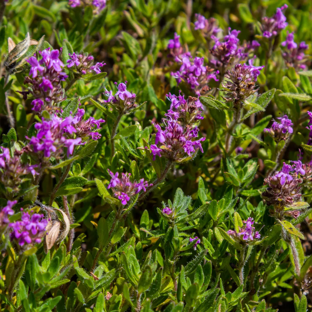 Sand-Thymian 48er-Set (Thymus serpyllum) – winterharter Bodendecker, Topf-Ø 9 cm, Höhe ca. 25 cm
