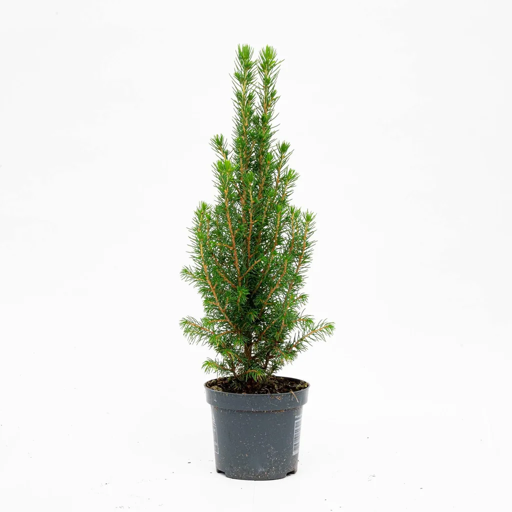Scheinzypresse 6er-Set (Chamaecyparis) – winterharter Nadelstrauch, Höhe ca. 25–30 cm