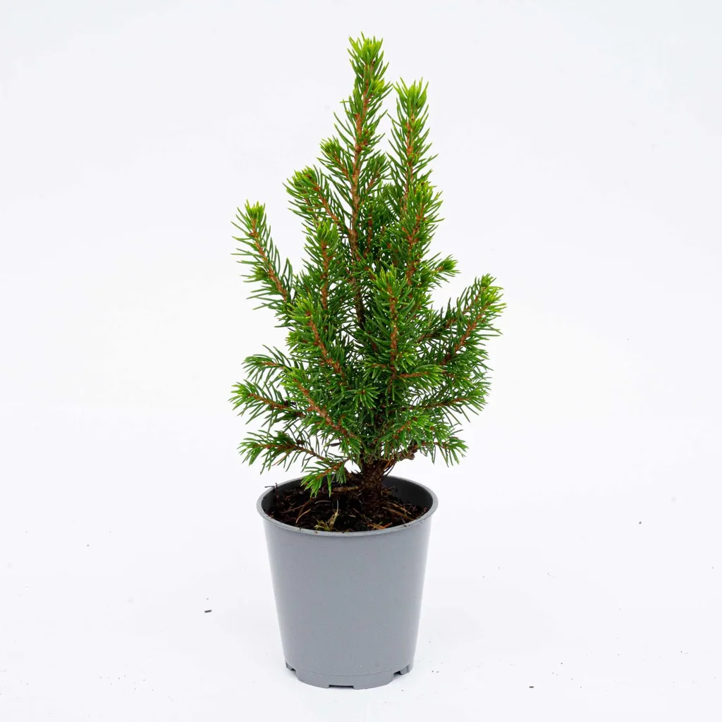 Zuckerhutfichte 'Perfecta' 12er-Set (Picea glauca) – winterhartes Nadelgehölz, Topf-Ø 6 cm, Höhe ca. 15–20 cm