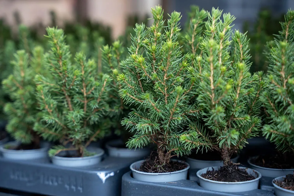 Zuckerhutfichte 'Perfecta' 12er-Set (Picea glauca) – winterhartes Nadelgehölz, Topf-Ø 6 cm, Höhe ca. 15–20 cm