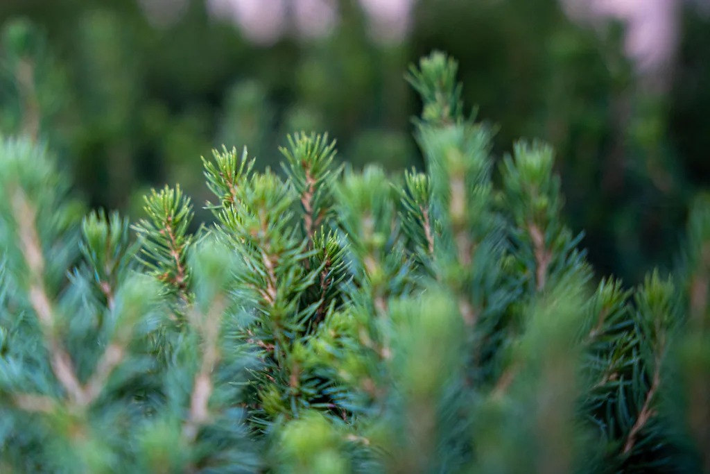 Zuckerhutfichte 'Perfecta' 12er-Set (Picea glauca) – winterhartes Nadelgehölz, Topf-Ø 6 cm, Höhe ca. 15–20 cm