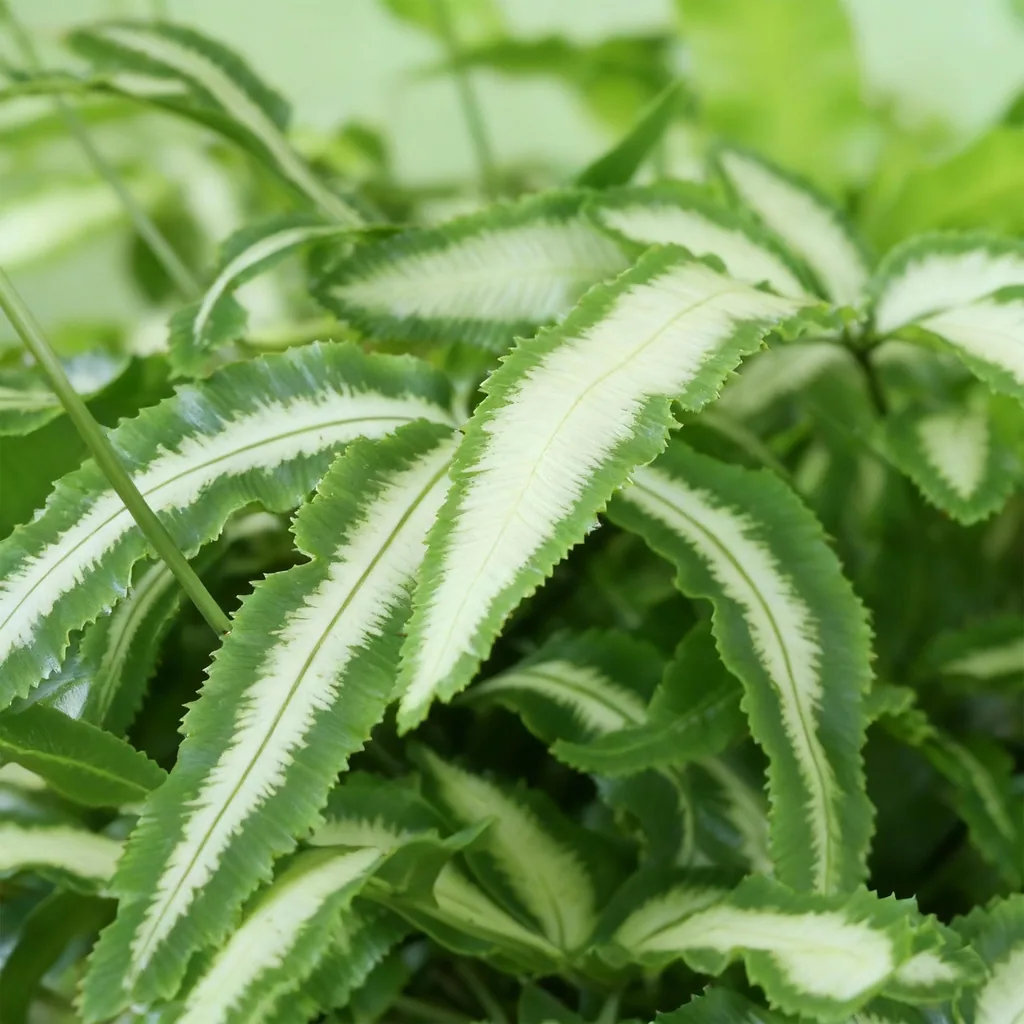 Flügelfarn 'Albolineata' (Pteris cretica) – pflegeleichte Zimmerpflanze, Topf-Ø 12 cm, Höhe ca. 20 cm