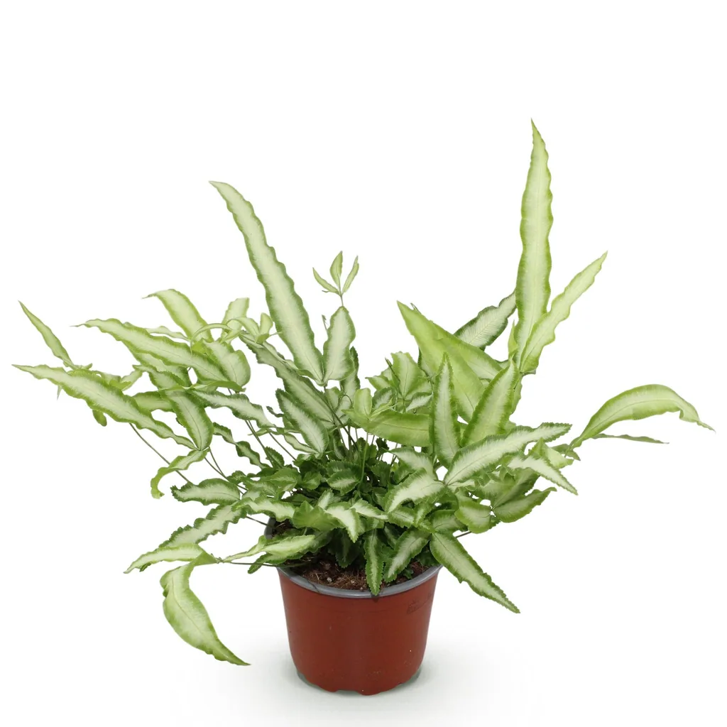 Flügelfarn 'Albolineata' (Pteris cretica) – pflegeleichte Zimmerpflanze, Topf-Ø 12 cm, Höhe ca. 20 cm