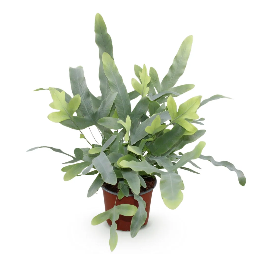 Goldtüpfelfarn 'Blue Star' (Phlebodium aureum) – pflegeleichte Zimmerpflanze, Topf-Ø 12 cm, Höhe ca. 25 cm