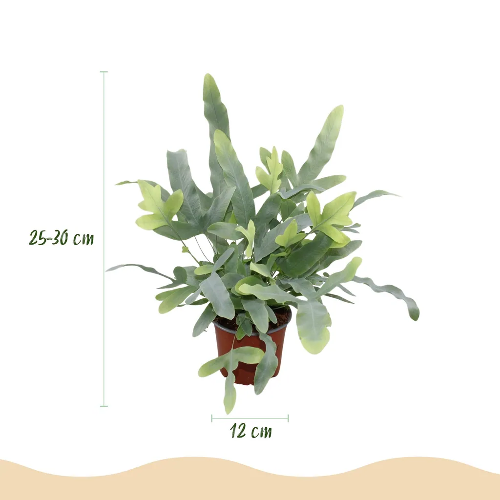 Goldtüpfelfarn 'Blue Star' (Phlebodium aureum) – pflegeleichte Zimmerpflanze, Topf-Ø 12 cm, Höhe ca. 25 cm