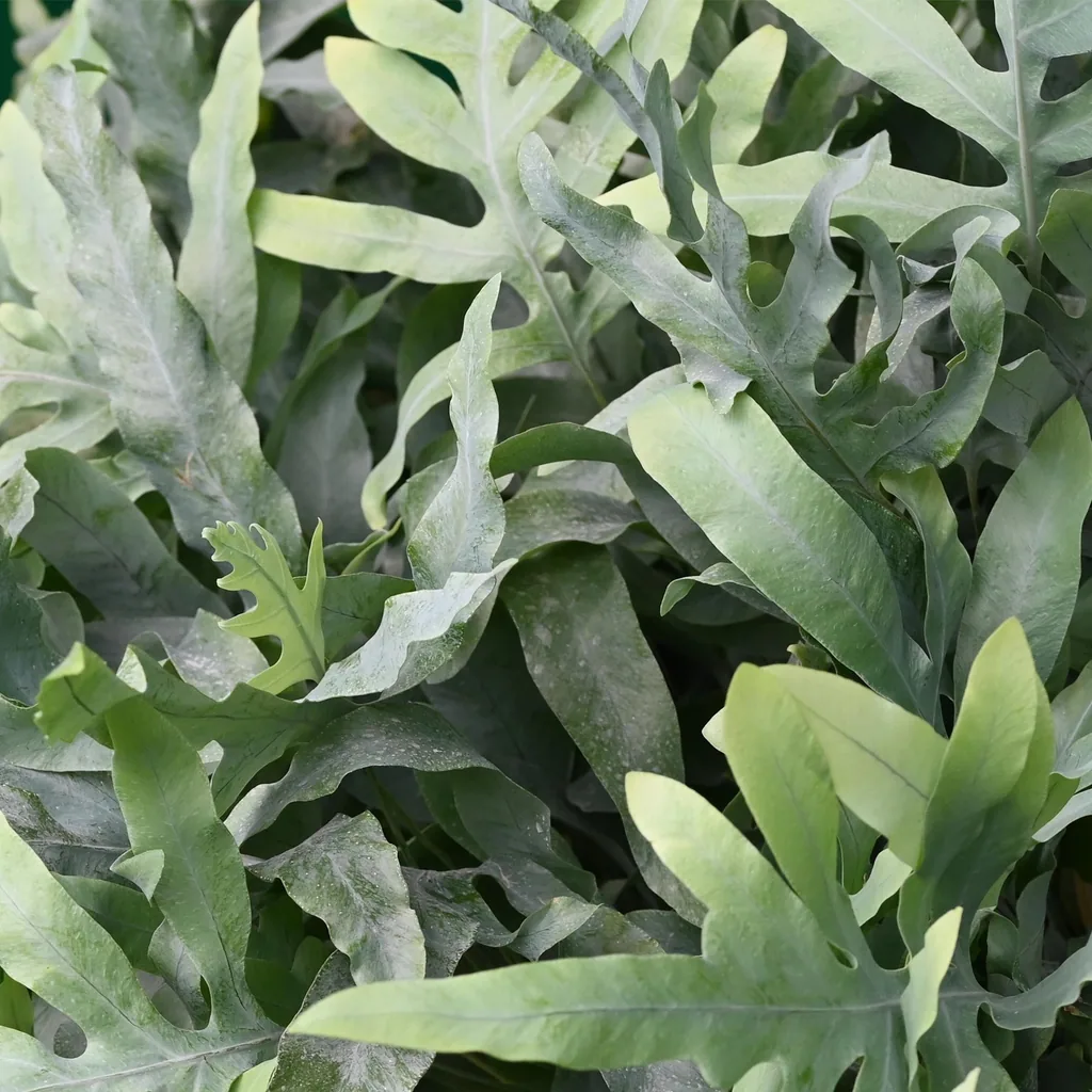 Goldtüpfelfarn 'Blue Star' (Phlebodium aureum) – pflegeleichte Zimmerpflanze, Topf-Ø 12 cm, Höhe ca. 25 cm