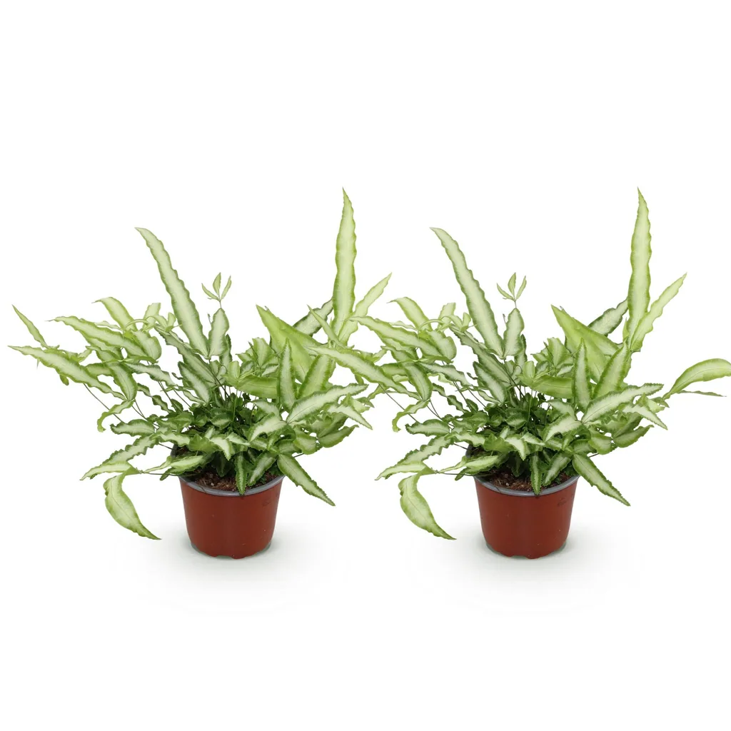 Flügelfarn 'Albolineata' 2er-Set (Pteris cretica) – pflegeleichte Zimmerpflanze, Topf-Ø 12 cm, Höhe ca. 28–30 cm