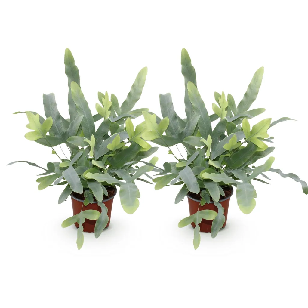 Goldtüpfelfarn 'Blue Star' 2er-Set (Phlebodium aureum) – pflegeleichte Zimmerpflanze, Topf-Ø 12 cm, Höhe ca. 25–30 cm