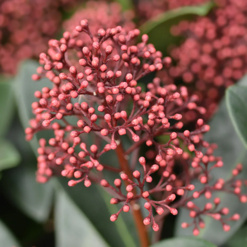 Japanische Skimmie 'Rubella' 3er-Set (Skimmia) – winterharter immergrüner Strauch, Topf-Ø 10,5 cm, Höhe ca. 20–25 cm