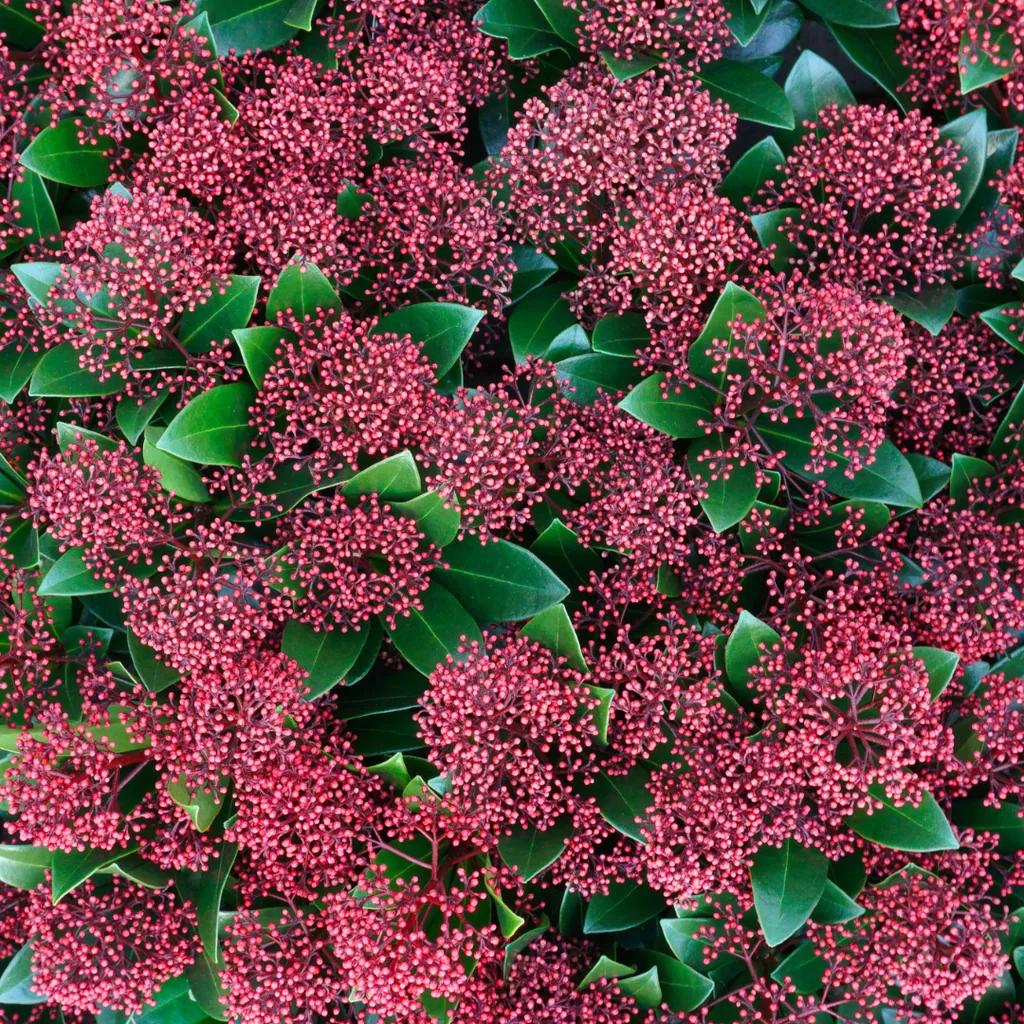 Japanische Skimmie 'Rubella' 3er-Set (Skimmia) – winterharter immergrüner Strauch, Topf-Ø 10,5 cm, Höhe ca. 20–25 cm