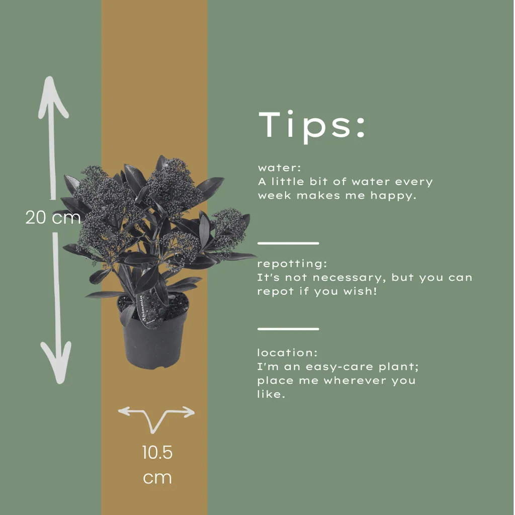 Japanische Skimmie 'Rubella' 3er-Set (Skimmia) – winterharter immergrüner Strauch, Topf-Ø 10,5 cm, Höhe ca. 20–25 cm