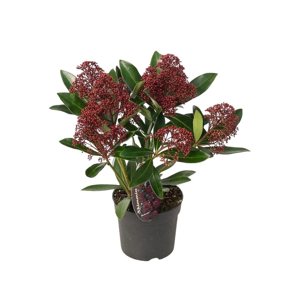 Japanische Skimmie 'Rubella' 3er-Set (Skimmia) – winterharter immergrüner Strauch, Topf-Ø 10,5 cm, Höhe ca. 20–25 cm