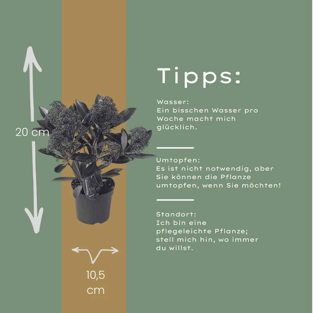 Japanische Skimmie 'Rubella' 3er-Set (Skimmia) – winterharter immergrüner Strauch, Topf-Ø 10,5 cm, Höhe ca. 20–25 cm