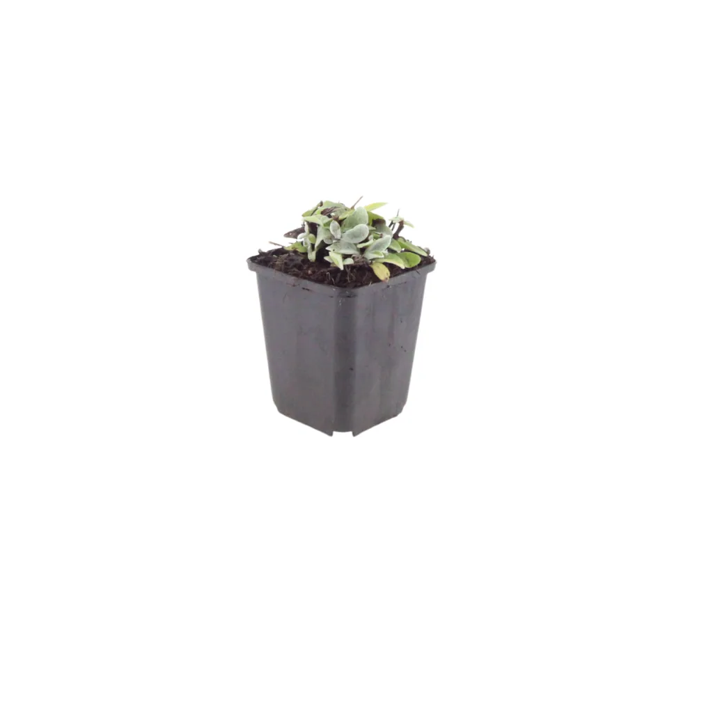 Himalaya-Perlkörbchen 6er-Set (Anaphalis triplinervis) – winterharte Staude, Topf-Ø 9 cm, Höhe ca. 25 cm