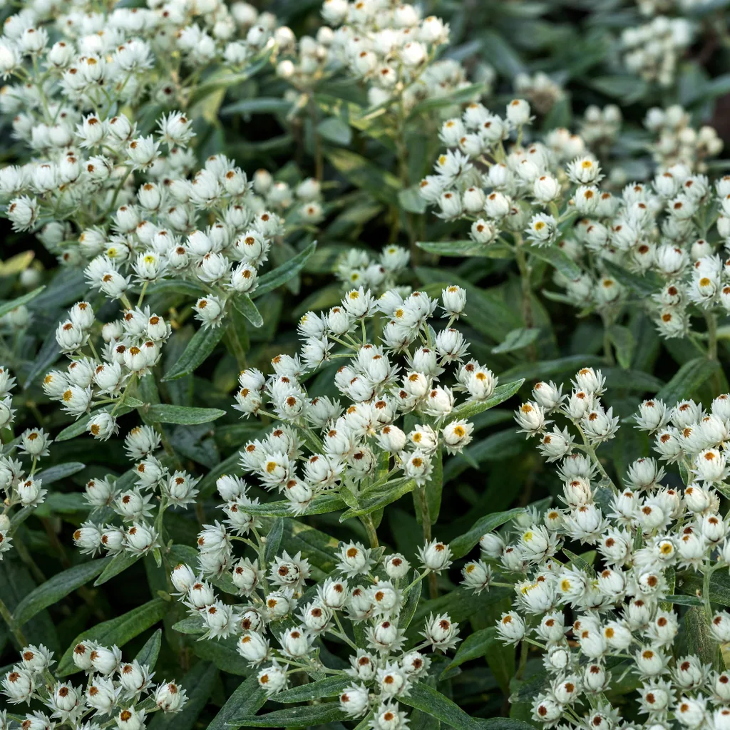 Perlkörbchen 'Silberimmortelle' (Anaphalis triplinervis) – winterharte Beetstaude, 12 Pflanzen, Topf-Ø 9 cm, Höhe ca. 15 cm