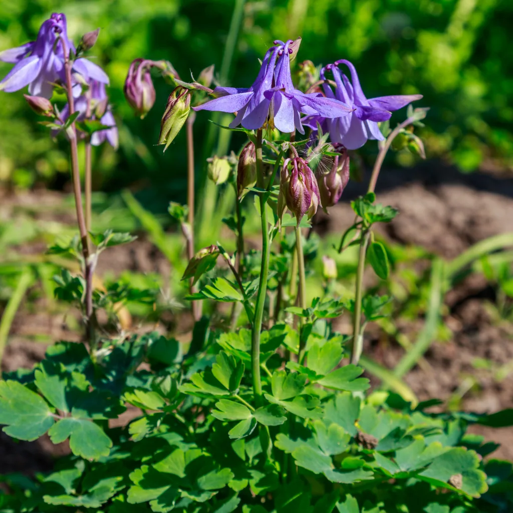 Gemeine Akelei 48er-Set (Aquilegia vulgaris) – winterharte Staude, Topf-Ø 9 cm, Höhe ca. 25 cm