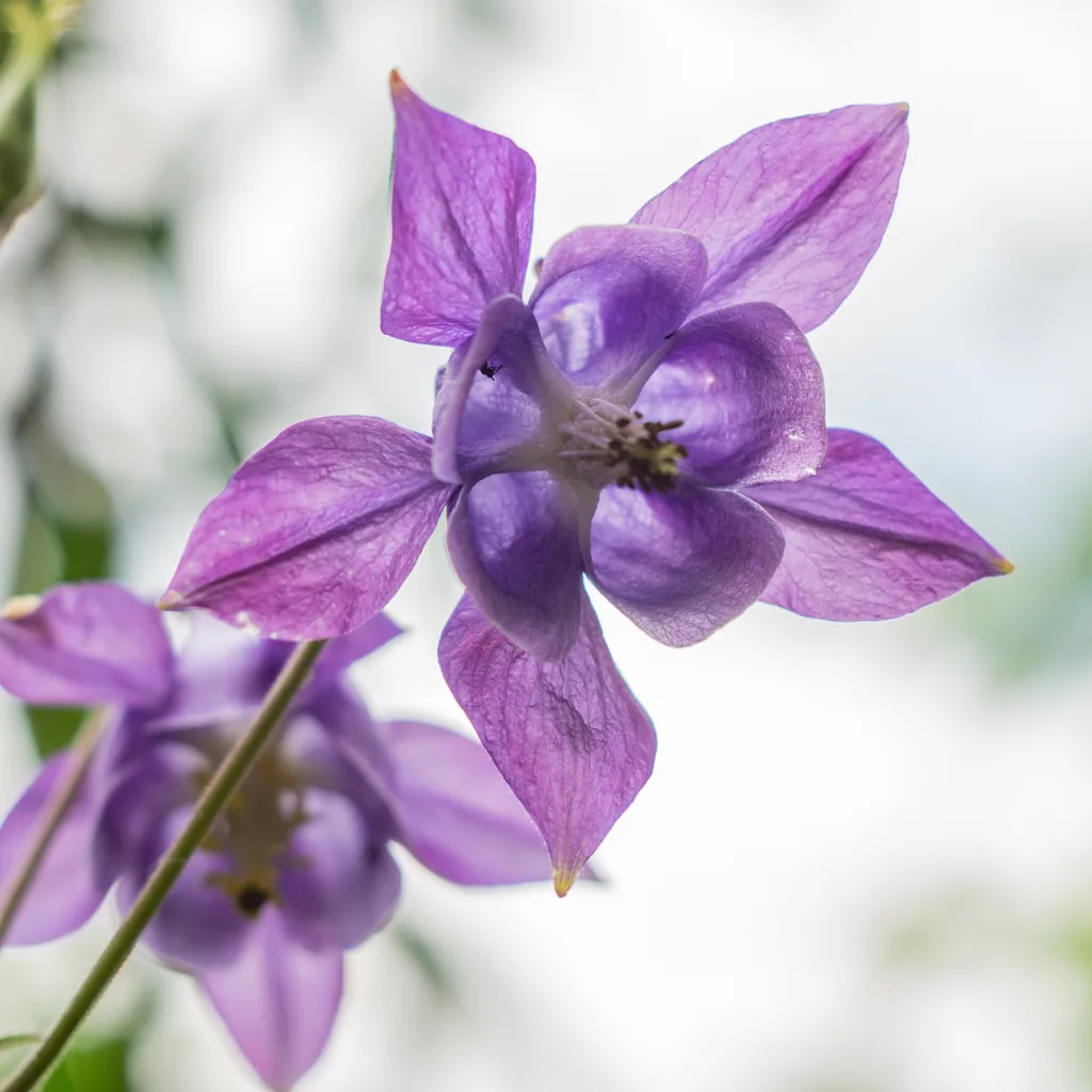 Gemeine Akelei 60er-Set (Aquilegia vulgaris) – winterharte Staude, Topf-Ø 9 cm, Höhe ca. 25 cm