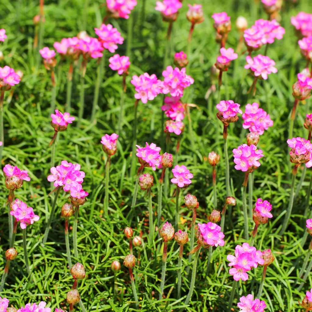 Grasnelke 'Splendens' 24er-Set (Armeria maritima) – winterharte Staude, Topf-Ø 9 cm, Höhe ca. 10–25 cm