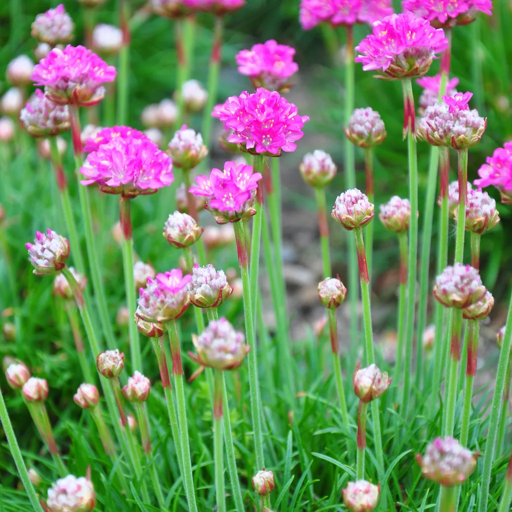 Grasnelke 'Splendens' 24er-Set (Armeria maritima) – winterharte Staude, Topf-Ø 9 cm, Höhe ca. 10–25 cm