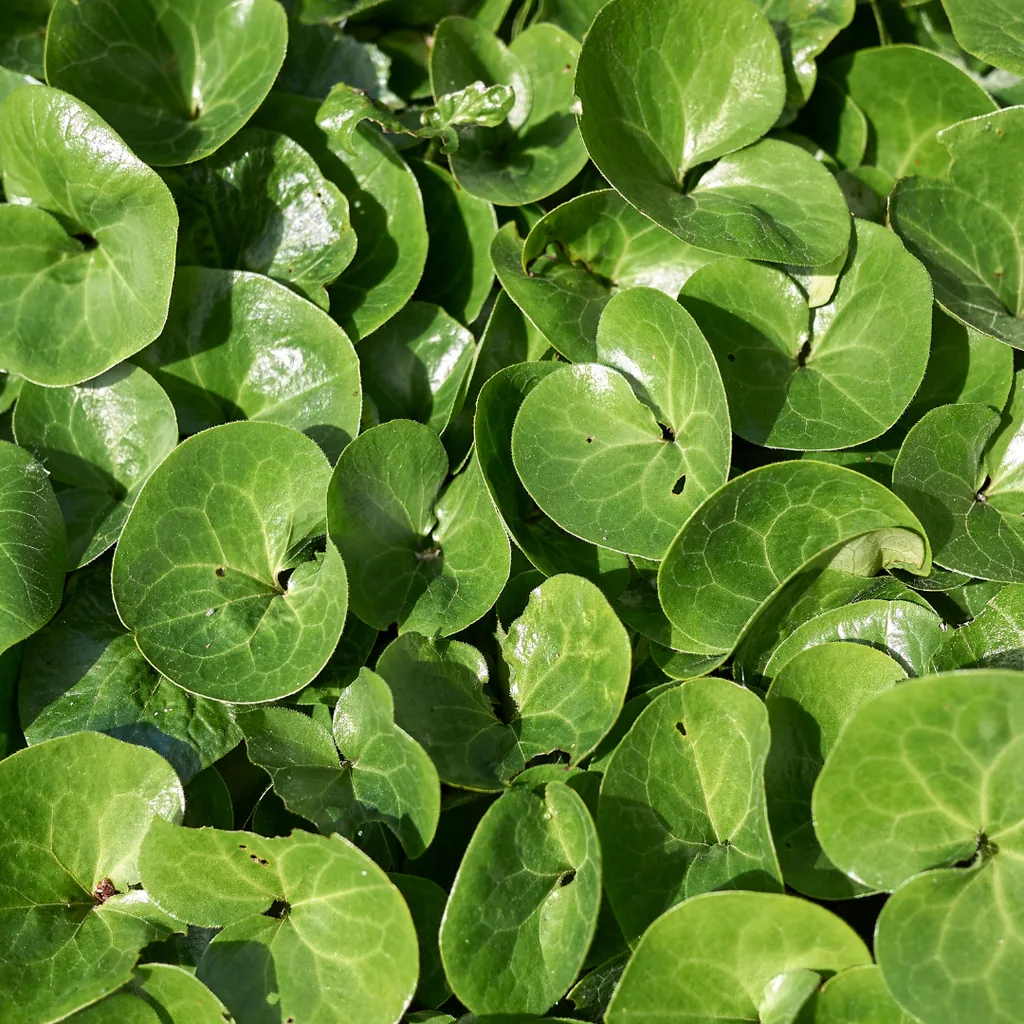 Haselwurz 12er-Set (Asarum europaeum) – winterharte Bodendecker-Staude, Topf-Ø 9 cm, Höhe ca. 25 cm