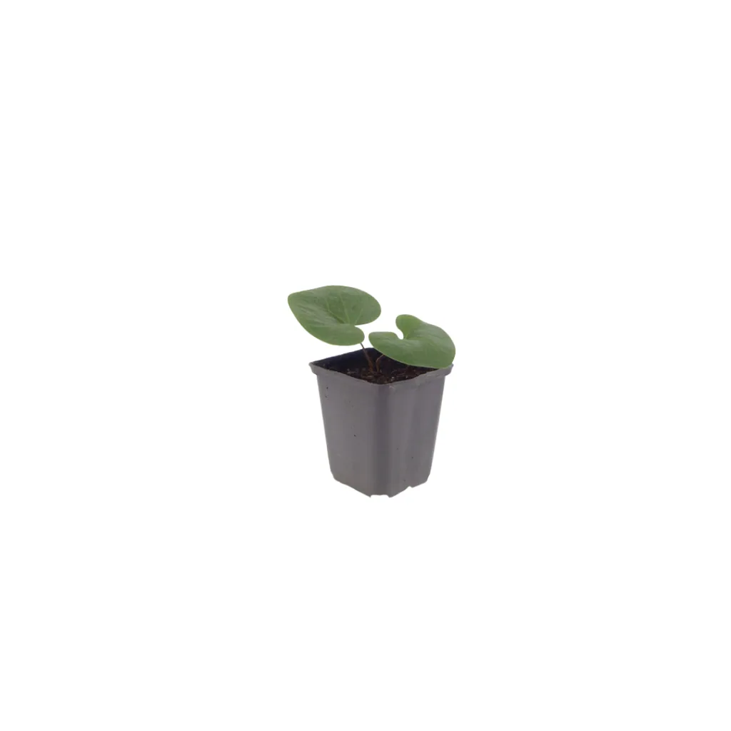 Haselwurz 12er-Set (Asarum europaeum) – winterharte Bodendecker-Staude, Topf-Ø 9 cm, Höhe ca. 25 cm