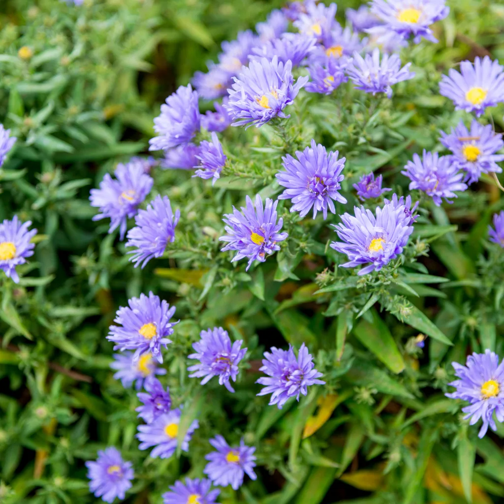 Frikarts Aster 'Monch' 24er-Set (Aster frikartii) – winterharte Staude, Topf-Ø 9 cm, Höhe ca. 25 cm