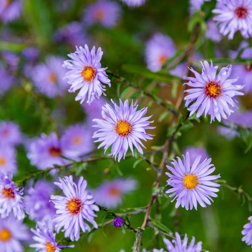 Frikarts Aster 'Monch' 24er-Set (Aster frikartii) – winterharte Staude, Topf-Ø 9 cm, Höhe ca. 25 cm
