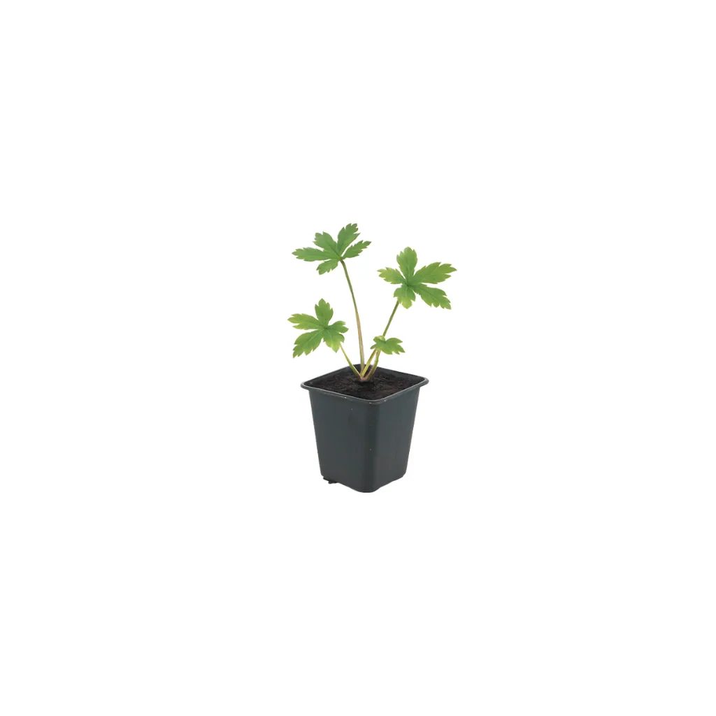 Große Sterndolde 24er-Set (Astrantia major) – winterharte Staude, Topf-Ø 9 cm, Höhe ca. 25 cm