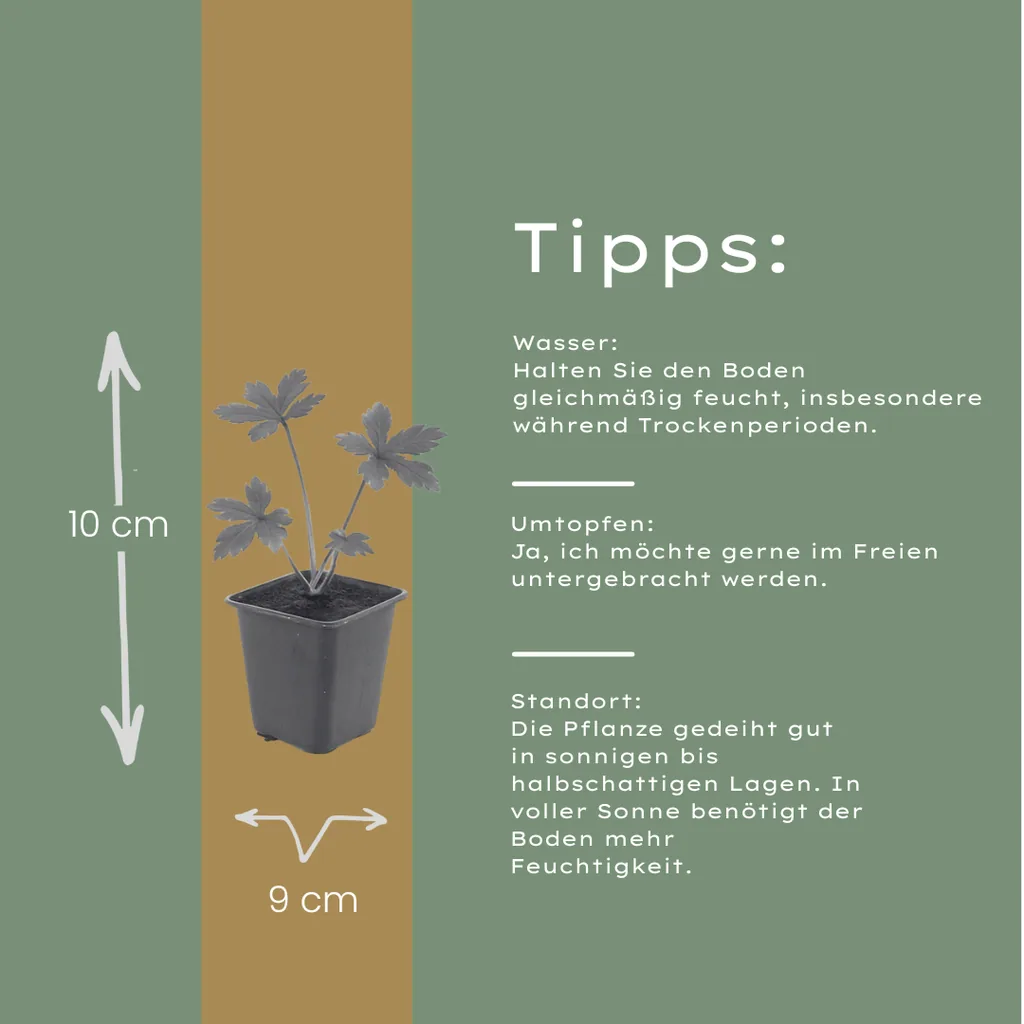 Große Sterndolde 24er-Set (Astrantia major) – winterharte Staude, Topf-Ø 9 cm, Höhe ca. 25 cm