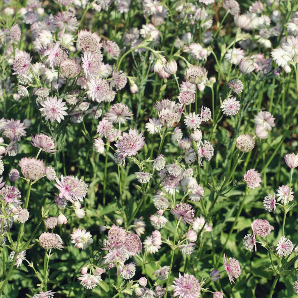 Große Sterndolde 48er-Set (Astrantia major) – winterharte Staude, Topf-Ø 9 cm, Höhe ca. 25 cm