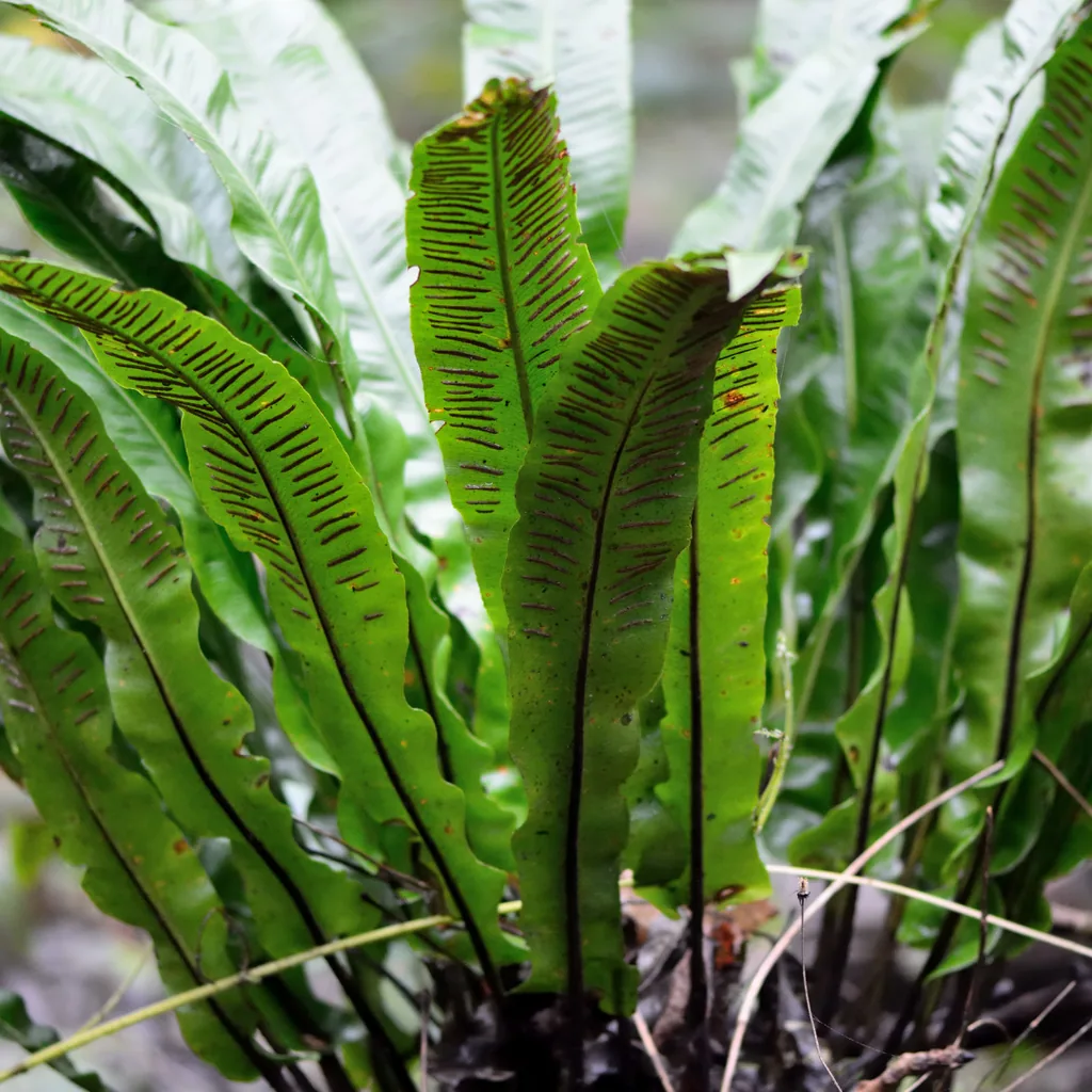 Hirschzungenfarn 12er-Set (Asplenium scolopendrium) – pflegeleichte Zimmerpflanze, Topf-Ø 9 cm, Höhe ca. 25 cm