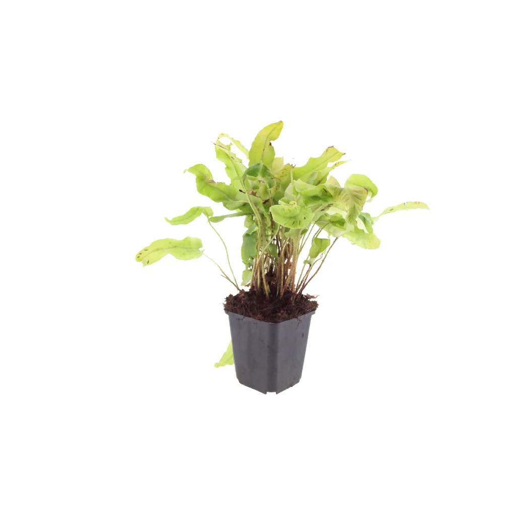 Hirschzungenfarn 12er-Set (Asplenium scolopendrium) – pflegeleichte Zimmerpflanze, Topf-Ø 9 cm, Höhe ca. 25 cm