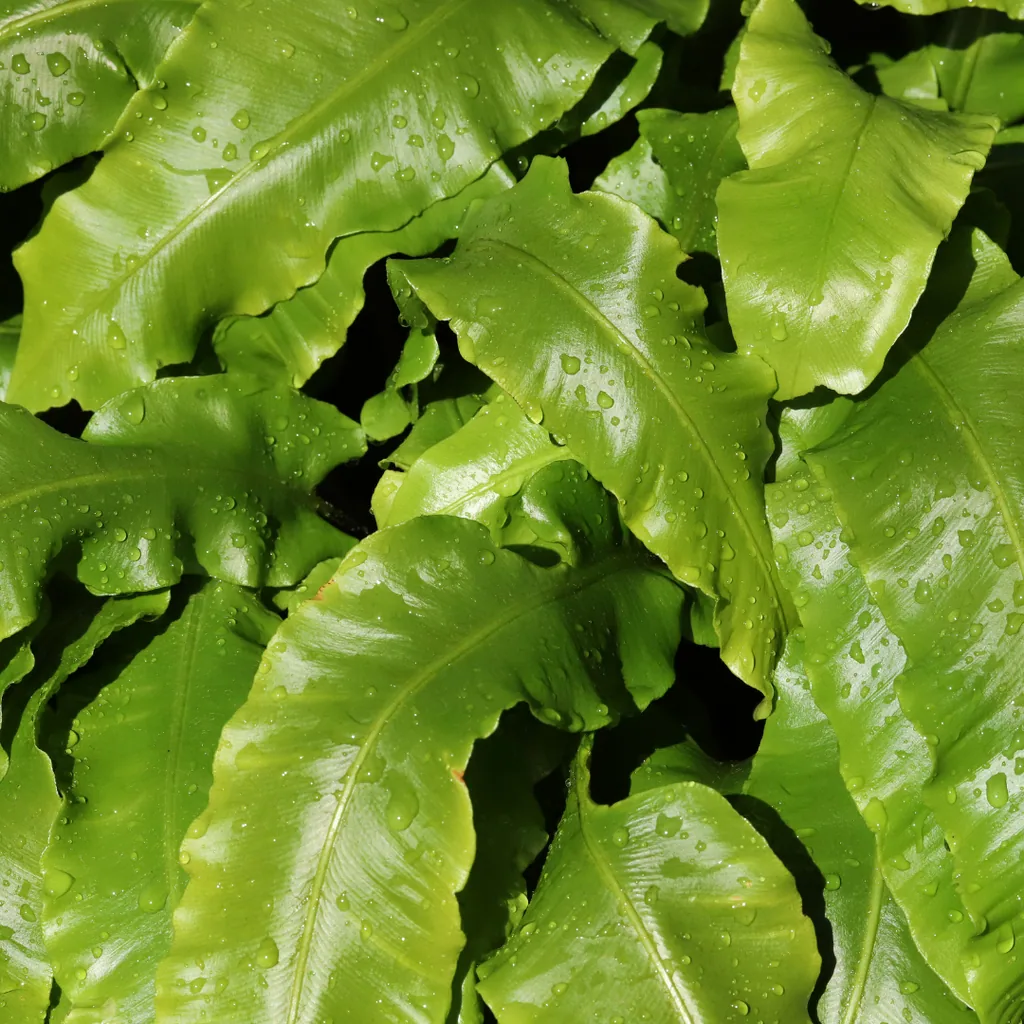 Hirschzungenfarn 60er-Set (Asplenium scolopendrium) – pflegeleichte Zimmerpflanze, Topf-Ø 9 cm, Höhe ca. 25 cm
