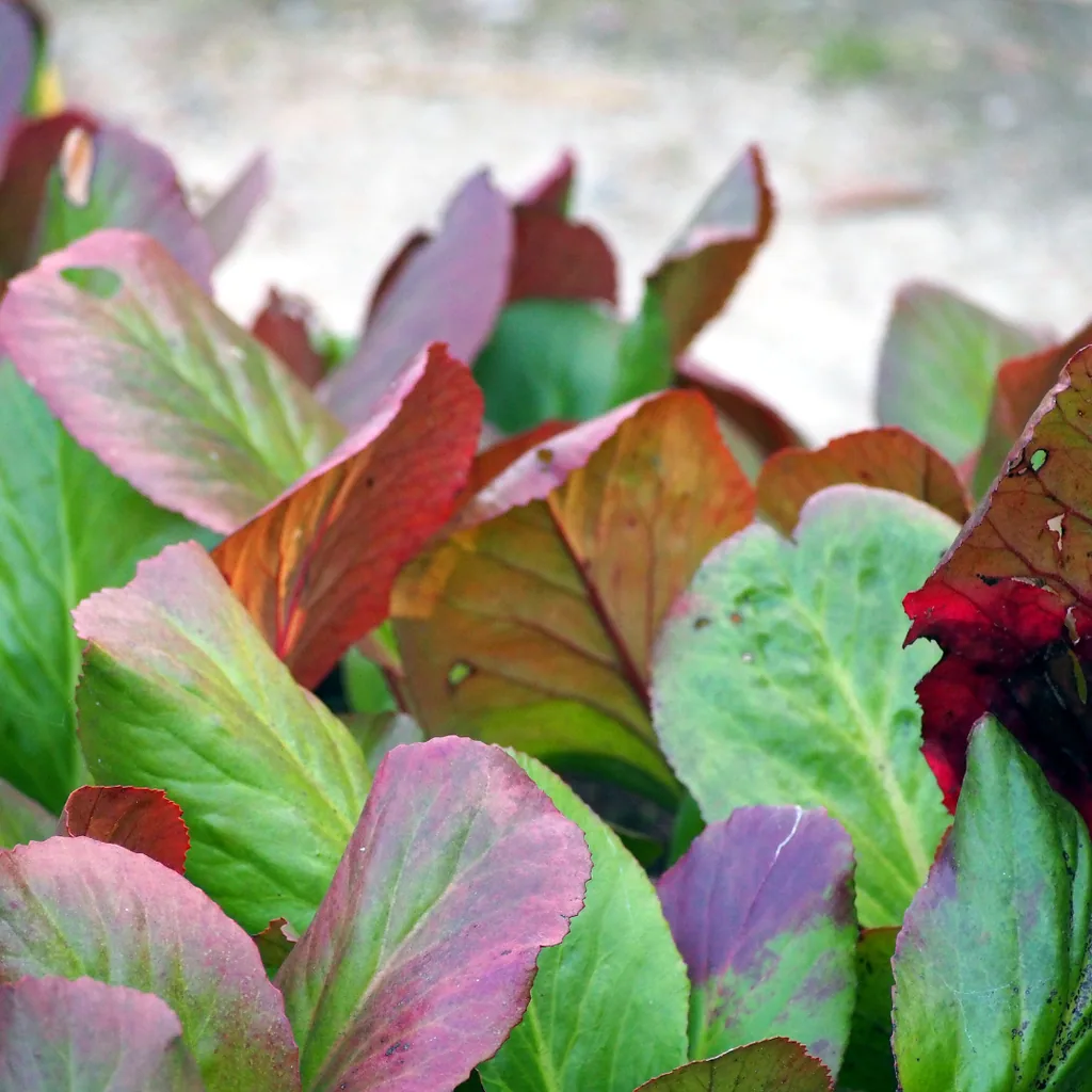 Herzblatt-Bergenie 48er-Set (Bergenia cordifolia) – winterharte Staude, Topf-Ø 9 cm, Höhe ca. 25 cm