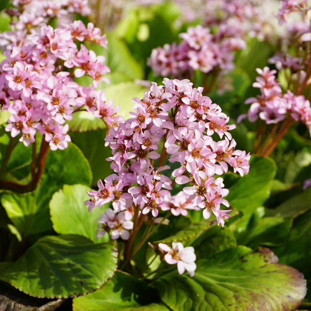 Herzblatt-Bergenie 48er-Set (Bergenia cordifolia) – winterharte Staude, Topf-Ø 9 cm, Höhe ca. 25 cm