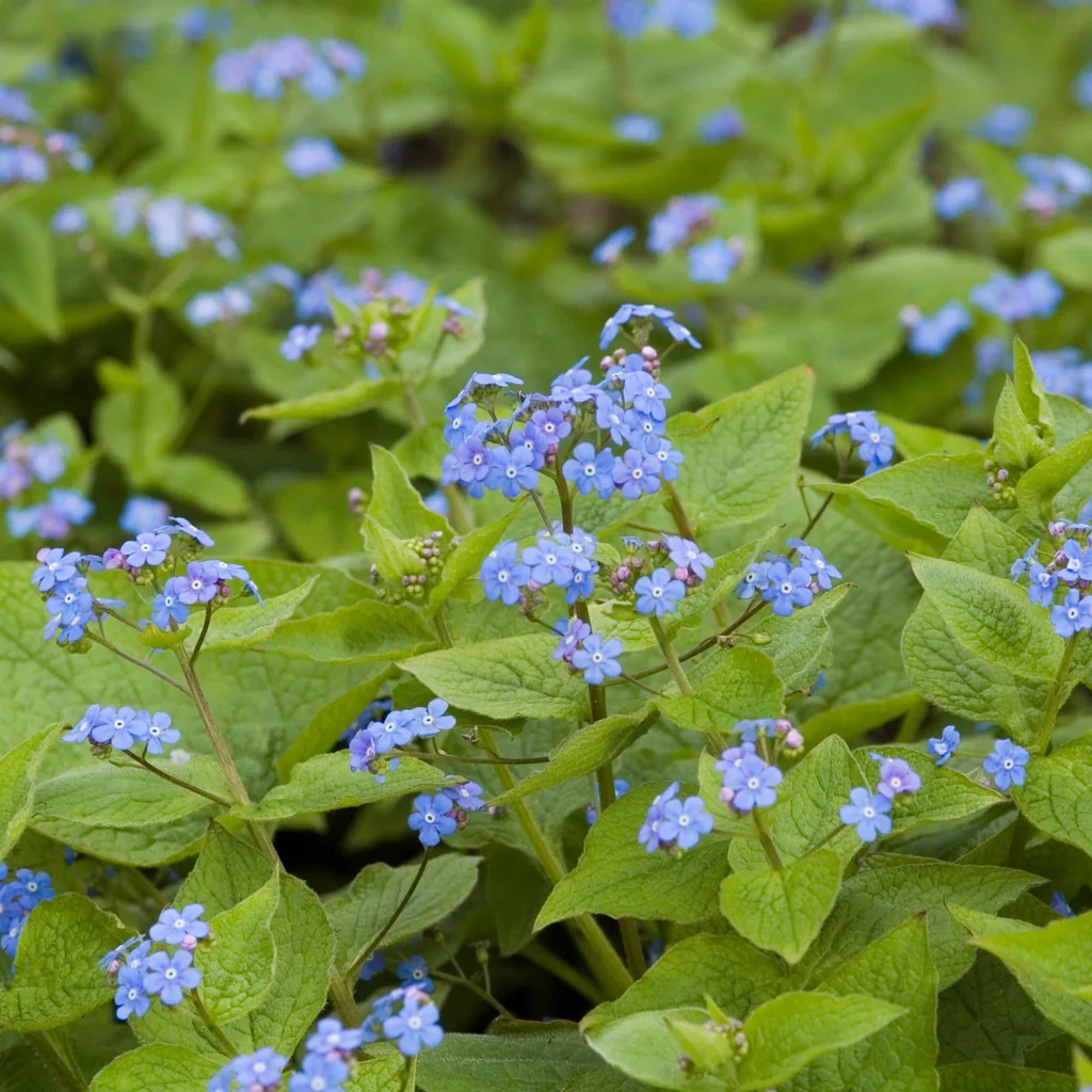 Kaukasusvergissmeinnicht 12er-Set (Brunnera macrophylla) – winterharte Staude, Topf-Ø 9 cm, Höhe ca. 25 cm