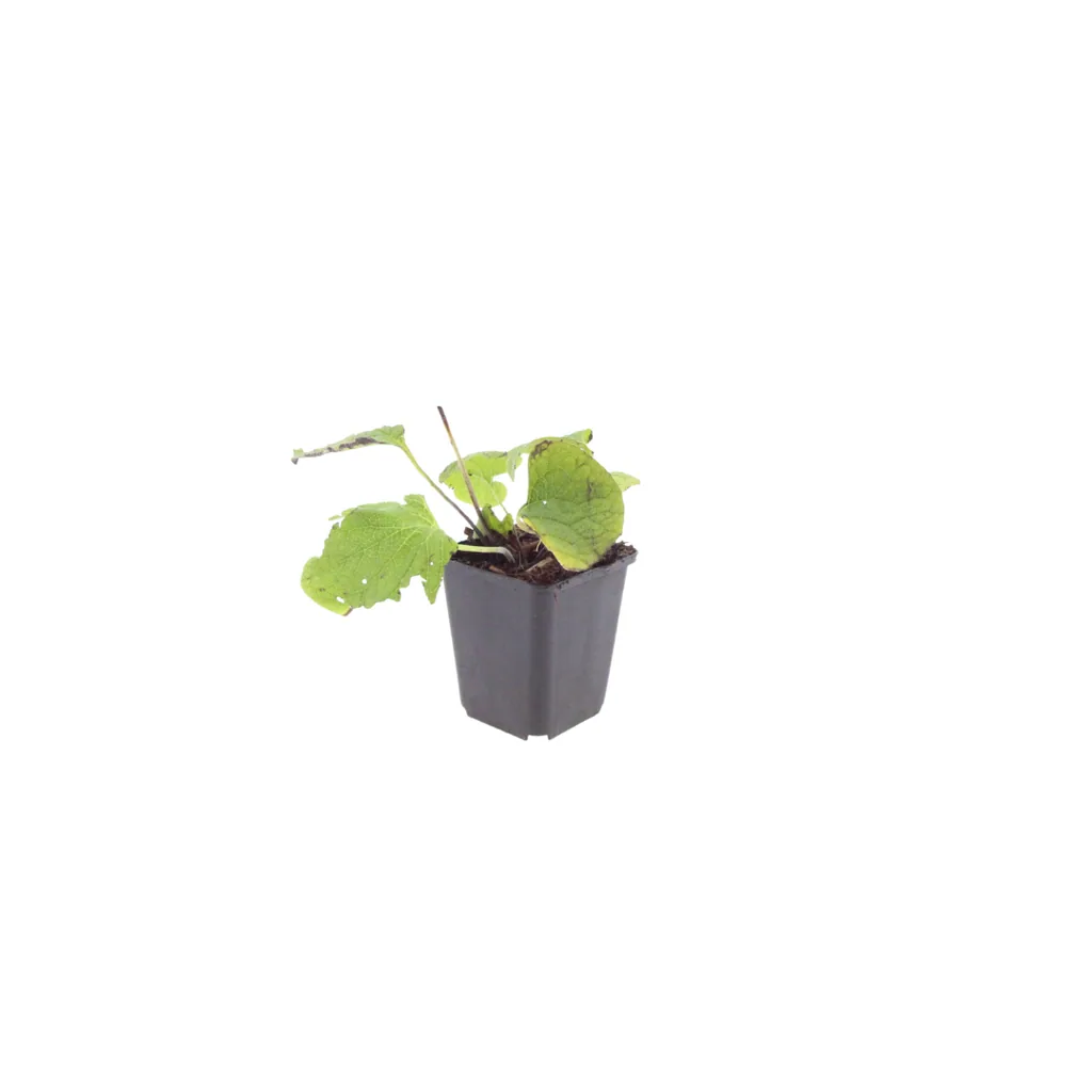 Kaukasusvergissmeinnicht 24er-Set (Brunnera macrophylla) – winterharte Schattenstaude, Topf-Ø 9 cm, Höhe ca. 25 cm